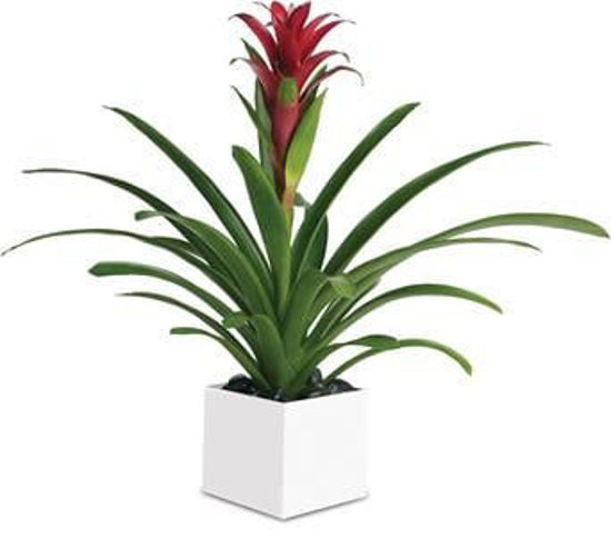 Picture of Bromeliad Beauty