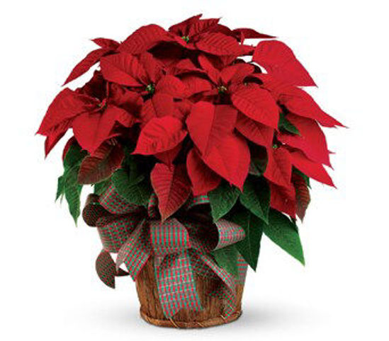 Picture of Christmas Poinsettia
