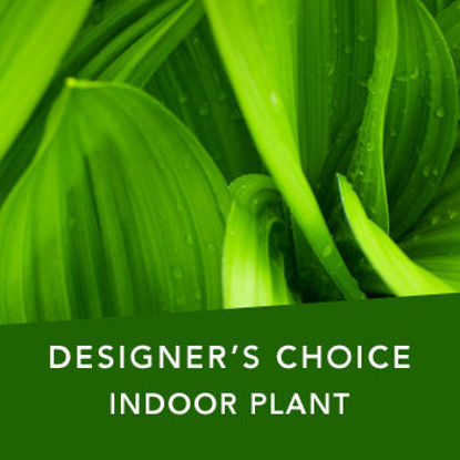 Send Flower Arrangement DC Indoor plant