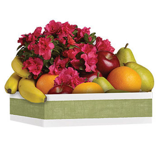 Send Flower Arrangement Fruit & Blooms