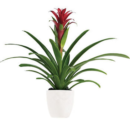 Picture of Bromeliad Beauty