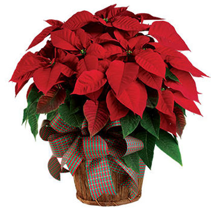 Send Flower Arrangement Christmas Poinsettia