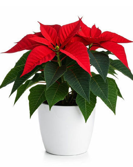 Christmas poinsettia